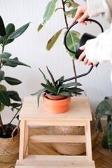 woman watering plants, Scandinavian living room with plants, woman holding watering pan and plants in white room, grow up plants at home