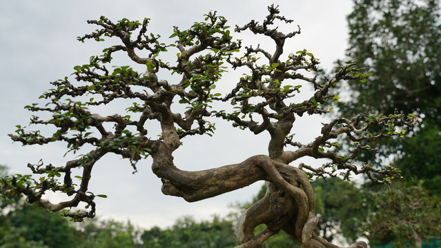 Chinese Elm|榔榆|Ulmus parvifolia Jacq.|小叶榆