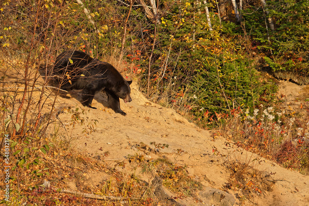 Canvas Prints An american black bear (Ursus americanus), also called a baribal, in the forest of Quebec, Canada