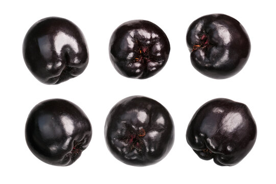 Chokeberry aronia melanocarpa, paths