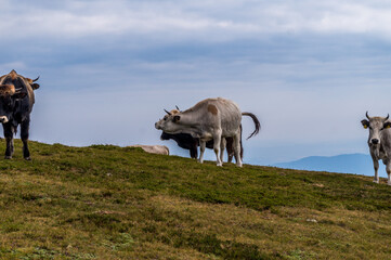 Cattle grazing high in the mountains