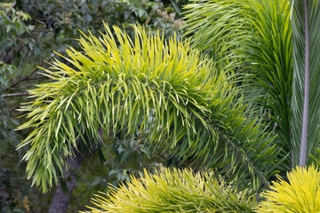 Close up Foxtail Palm (Wodyetia bifurcata)