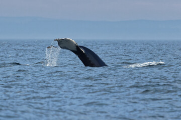 Obraz premium A humpback whale dives into the waters of the St. Lawrence River