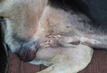 Cryptorchidism surgery. Surgical stitches after castration of a dog with only one testicle in the...