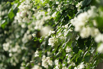 A close up shot of white bougainvillea flowers, Tropical bougainvillea white flowers, White blooming Bougainvillea flowers in the garden or White Paper flowers