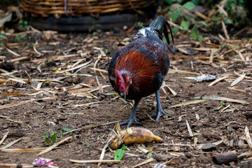 jungle fowl