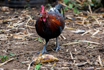 jungle fowl