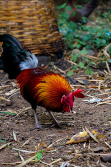 jungle fowl