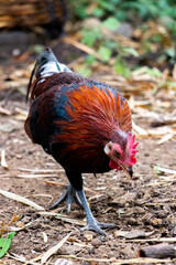 Jungle Fowl