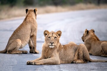 Closeup of lions laying on the road in Kruger National Park in South Africa - obrazy, fototapety, plakaty
