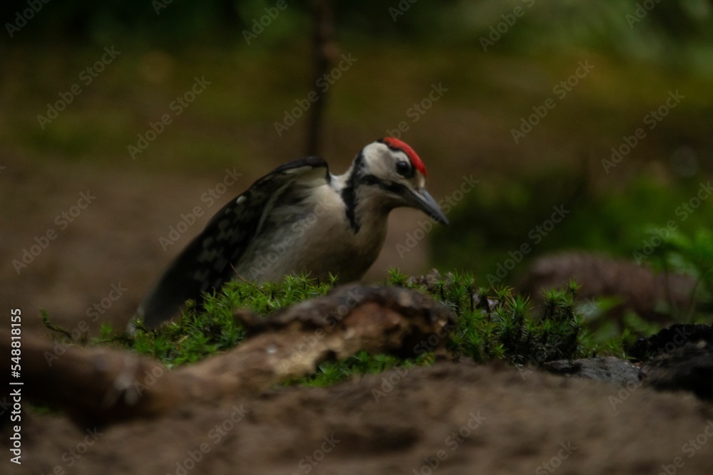 Poster Closeup of a great spotted woodpecker standing on the ground