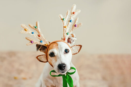 Portrait of a Christmas dog with deer horns and a green ribbon, indoors