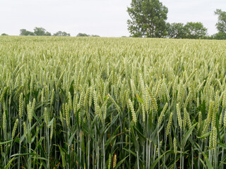 Field of barley in rural England