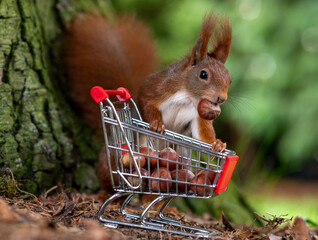 European red squirrel is collecting hazelnuts in a shopping trolley.. © Frank H.
