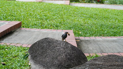 Acridotheres javanicus| Passeriformes|Sturnidae|白尾八哥|爪哇八哥