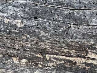 old wood texture