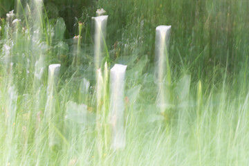 Impressionist arum lilies among long grass background