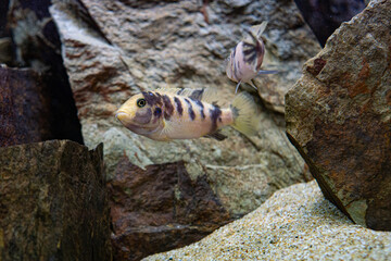 metriaclima orange blotch