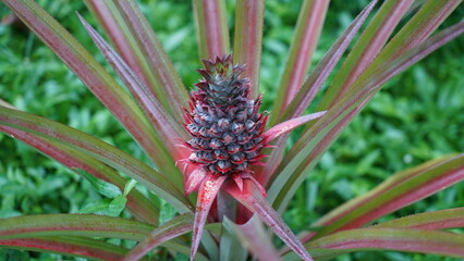 closeup of pineapple