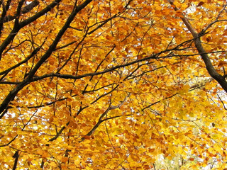 Branches of autumnal trees as nature background.