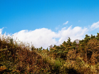 Obraz premium Autumnal trees on blue sky background.
