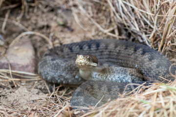 Big asp viper (Vipera aspis)