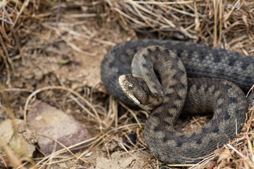 Big asp viper (Vipera aspis)