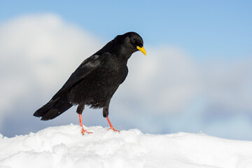Alpine chough or yellow-billed chough (Pyrrhocorax graculus) black alpine bird in the crow family in Julian Alps Slovenia