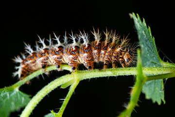 The comma caterpillar (Polygonia c album) feeding on a nettle