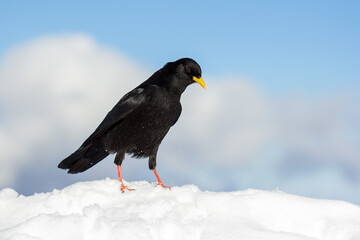 Alpine chough or yellow-billed chough (Pyrrhocorax graculus) black alpine bird in the crow family in Julian Alps Slovenia