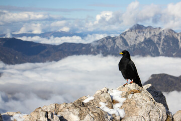 Alpine chough or yellow-billed chough (Pyrrhocorax graculus) black alpine bird in the crow family in Julian Alps Slovenia