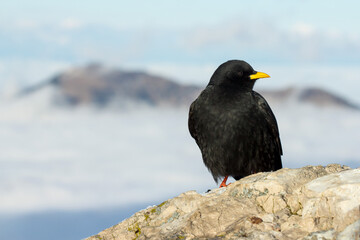 Alpine chough or yellow-billed chough (Pyrrhocorax graculus) black alpine bird in the crow family in Julian Alps Slovenia