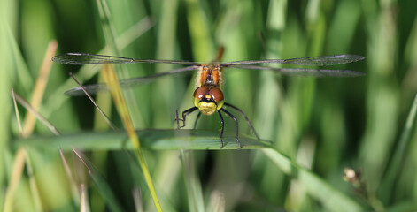 Schwarze Heidelibelle - Black Darter