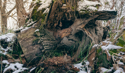 Hole for animals in the root among the first snow. Branch covered with moss with snow.