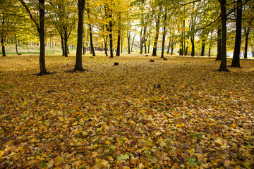 City park with trees and maples with yellowed foliage in autumn
