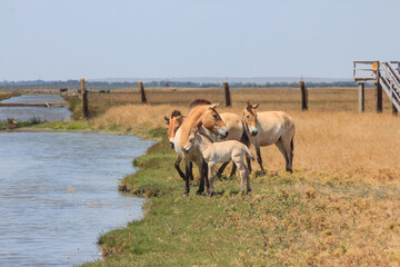 Przewalski's horses group in the Ukrainian steppe on the territory of the national nature reserve...