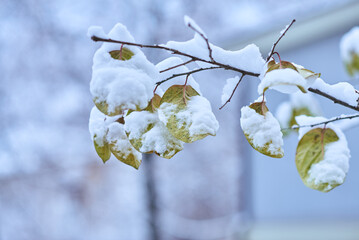 White winter landscape on a city street. Tree branches covered with snow. Frosty air. Cold weather. Sledding and skiing season.