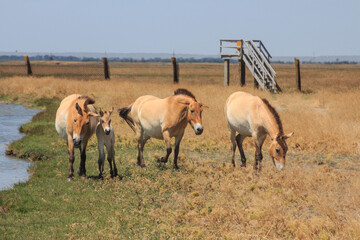 Naklejka na ściany i meble Przewalski's horses group in the Ukrainian steppe on the territory of the national nature reserve 
