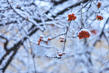 White winter landscape on a city street. Tree branches covered with snow. Frosty air. Cold weather. Sledding and skiing season.