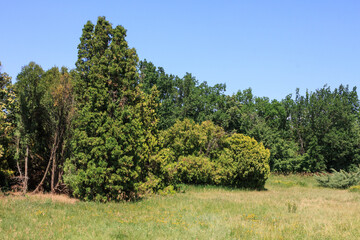 Overgrown with juniper in the Ukrainian steppe on the territory of the national nature reserve "Askania Nova". Kherson region, Ukraine 