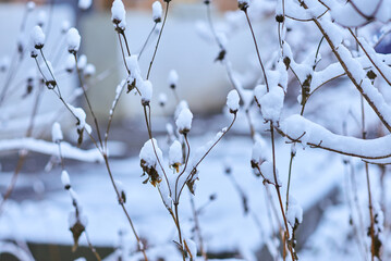 White winter landscape on a city street. Tree branches covered with snow. Frosty air. Cold weather. Sledding and skiing season.