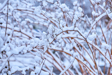 White winter landscape on a city street. Tree branches covered with snow. Frosty air. Cold weather. Sledding and skiing season.