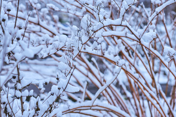 White winter landscape on a city street. Tree branches covered with snow. Frosty air. Cold weather. Sledding and skiing season.