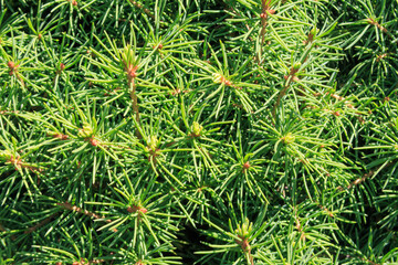 Juniper branches in the Ukrainian steppe on the territory of the national nature reserve "Askania Nova". Kherson region, Ukraine 