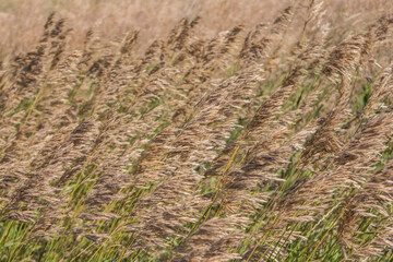 Grass Stipa in the original wild steppe on the territory of the national nature reserve "Askania Nova". Kherson region, Ukraine