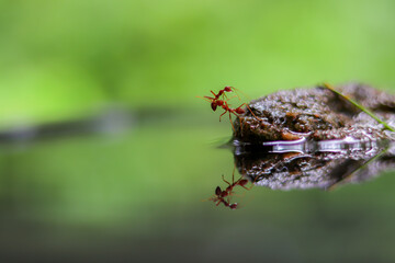 red ants