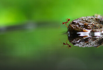 red ants