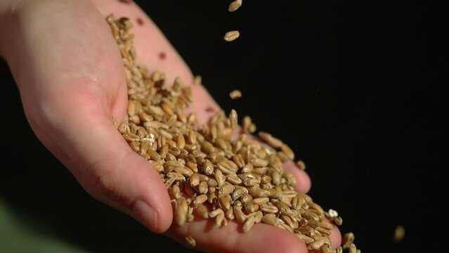 Wheat grain in farmer hands close up. Global food crisis concept, wheat shortage due to climate change, war and conflicts. Wheat grains falling slow motion