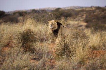 Wild Kalahari lion, Panthera leo, black mane lion, direct view, low angle, staring at camera. Eye contact. Namibia. Africa