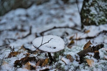 Wald Pilz mit Schnee bedeckt